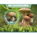 Флора грибы